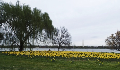 Spring in DC - NHP238